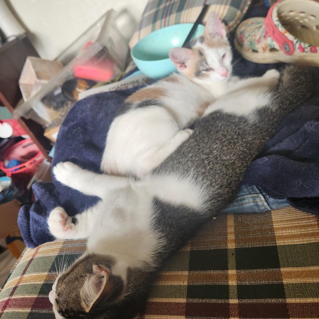 Otis — thumbnail 5