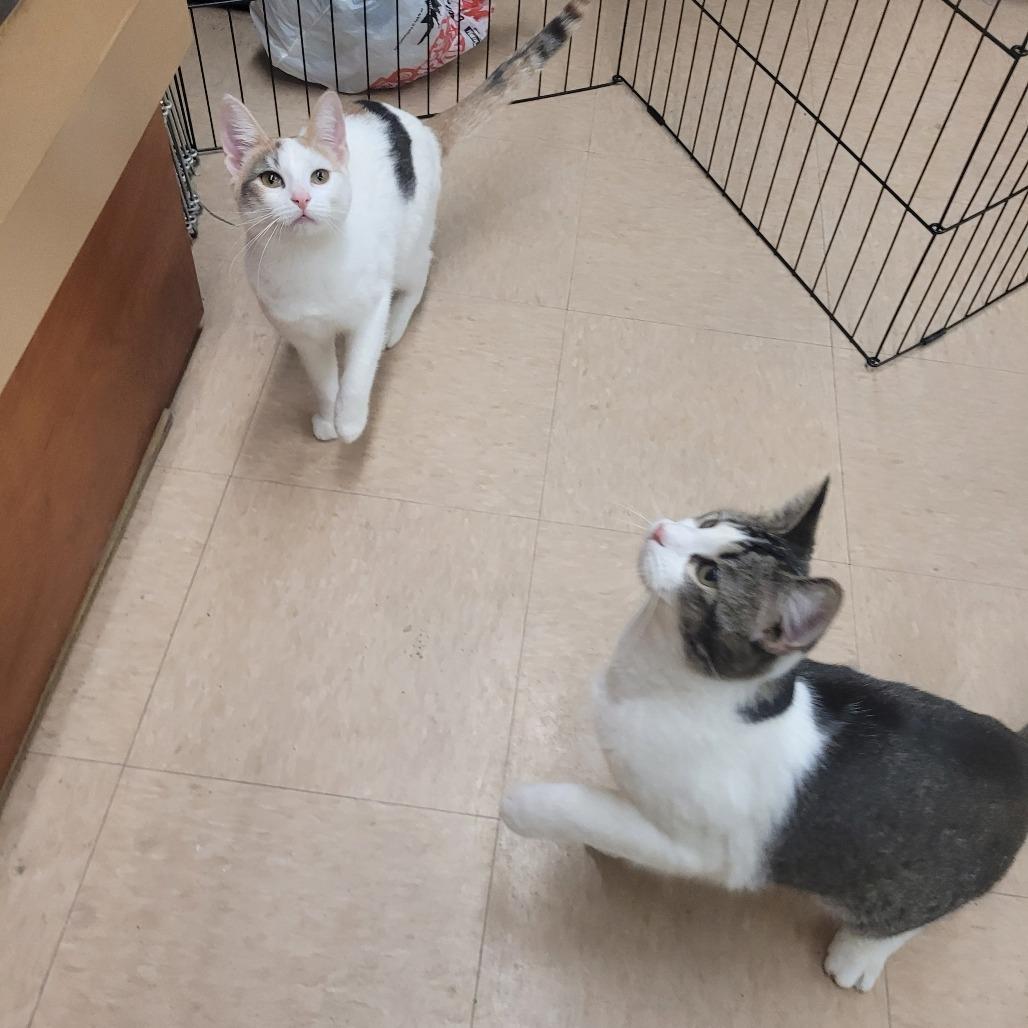 Otis — thumbnail 6