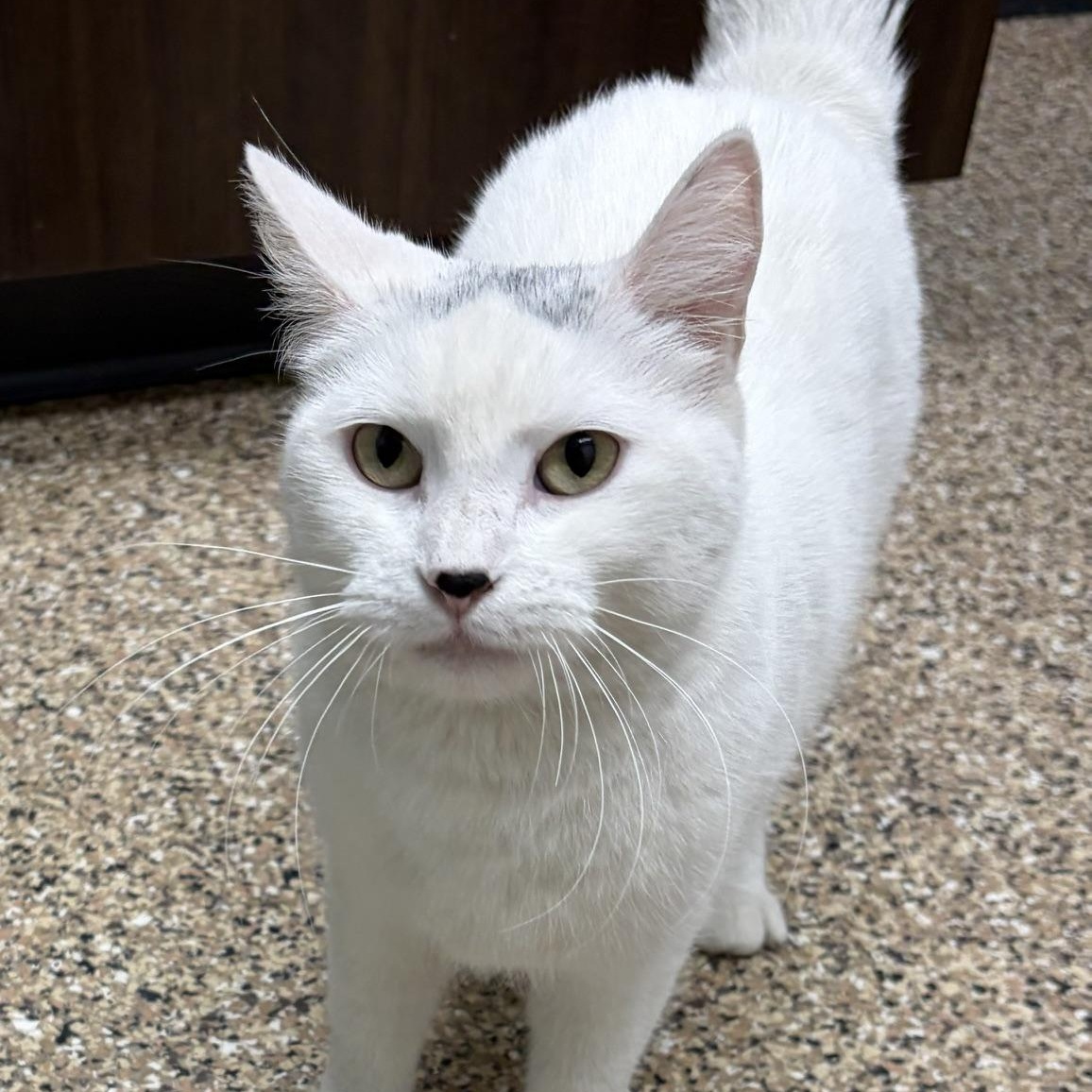 Alita, a ADOPTABLE Domestic Short Hair in Dickinson, ND image 1/3