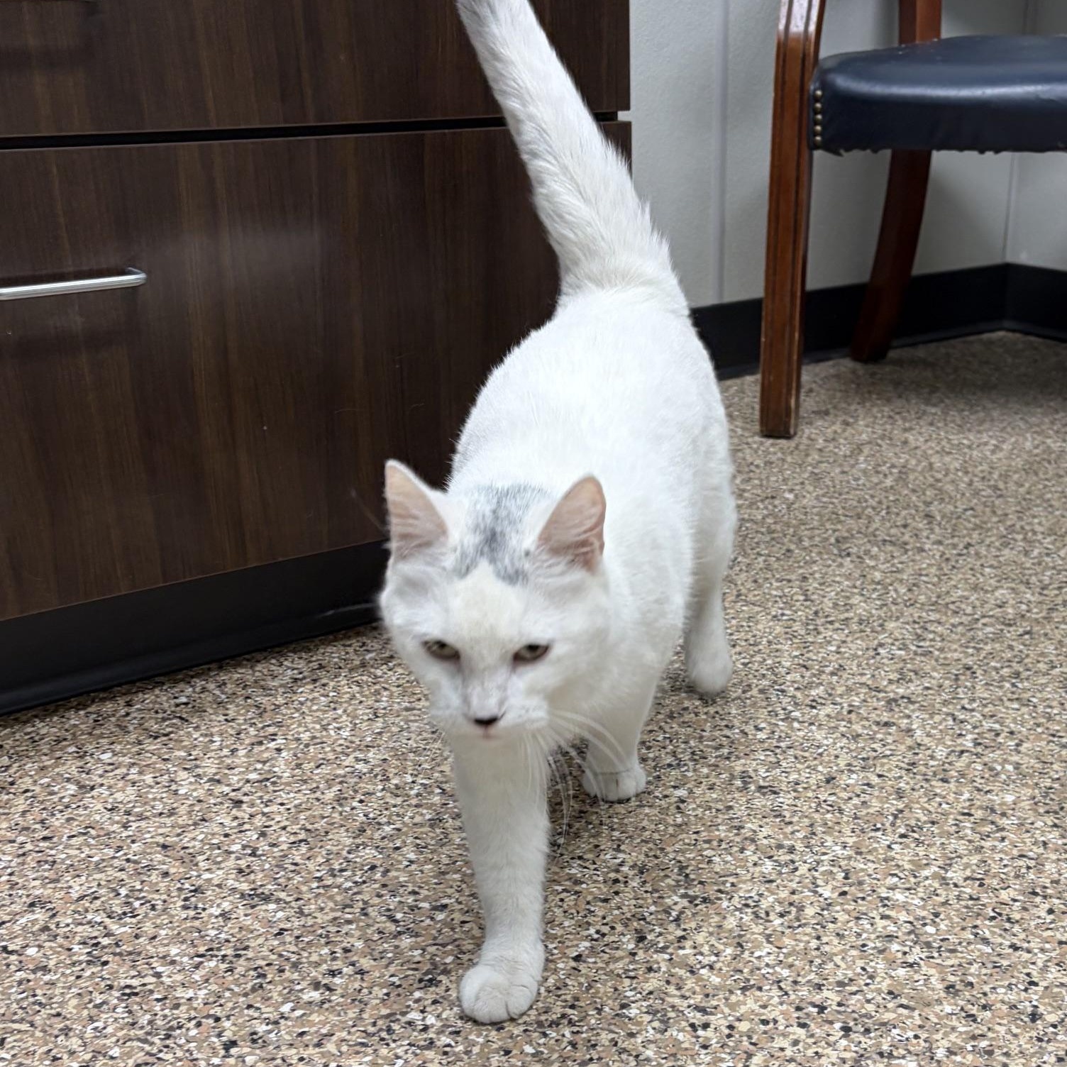Alita, a ADOPTABLE Domestic Short Hair in Dickinson, ND image 3/3