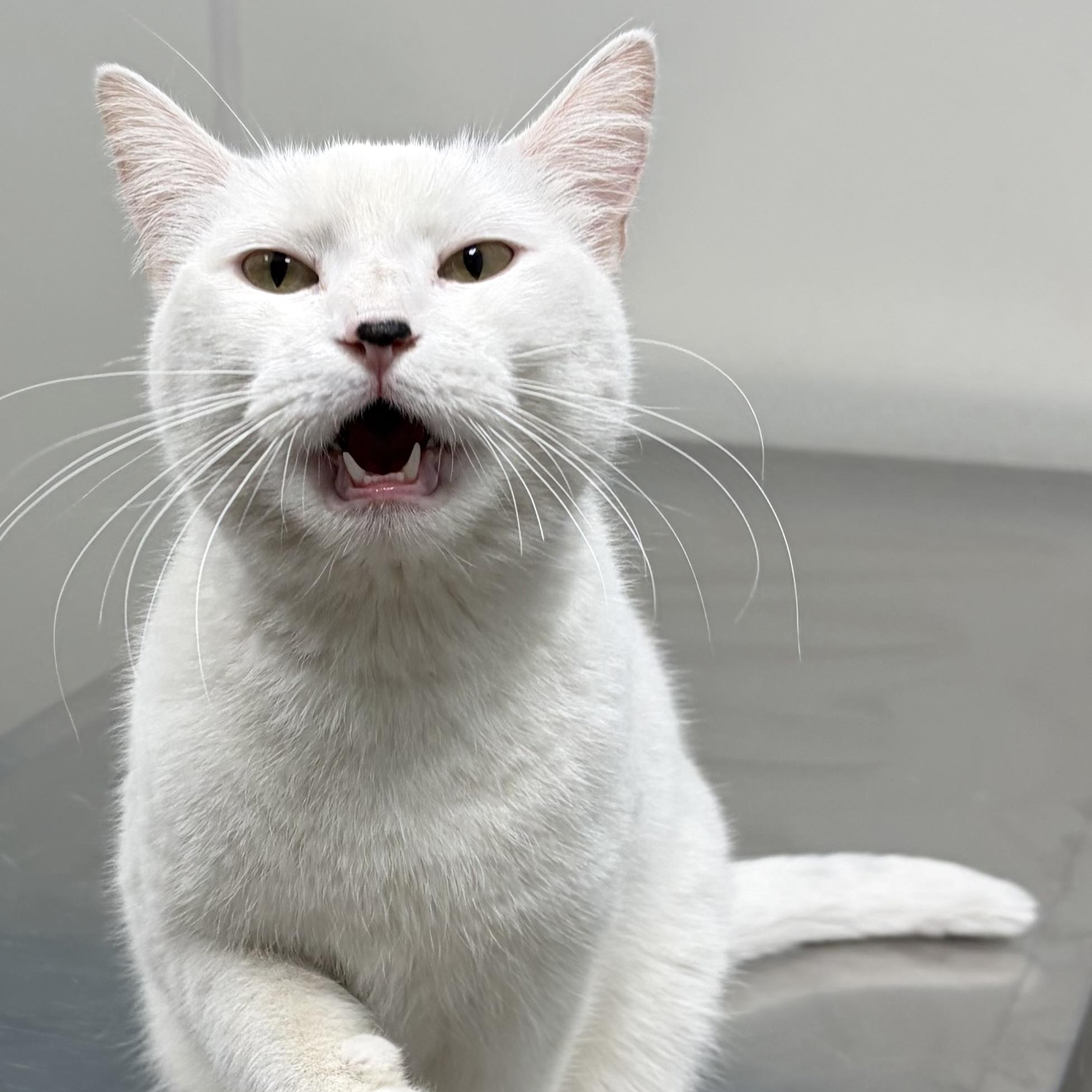 Alita, a ADOPTABLE Domestic Short Hair in Dickinson, ND image 2/3
