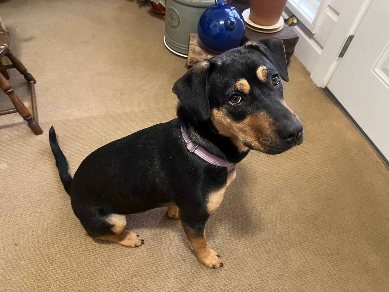 Indy, an adoptable Beauceron, Beagle in Conway, AR, 72032 | Photo Image 5