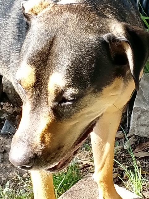 Indy, an adoptable Beauceron, Beagle in Conway, AR, 72032 | Photo Image 4