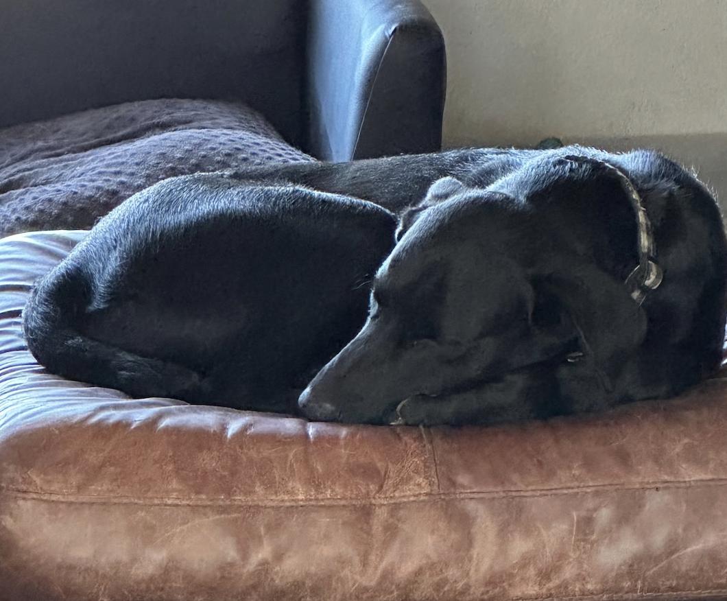 Enlarge Gunner, a Adoptable Labrador Retriever in Arlington, TX image 1/2