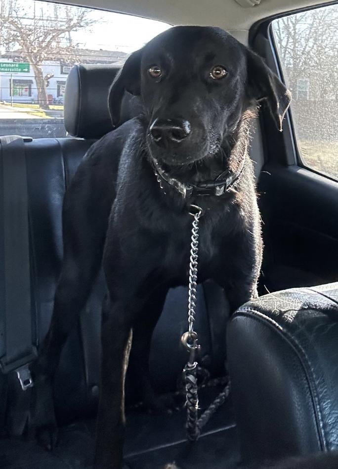Enlarge Gunner, a Adoptable Labrador Retriever in Arlington, TX image 2/2