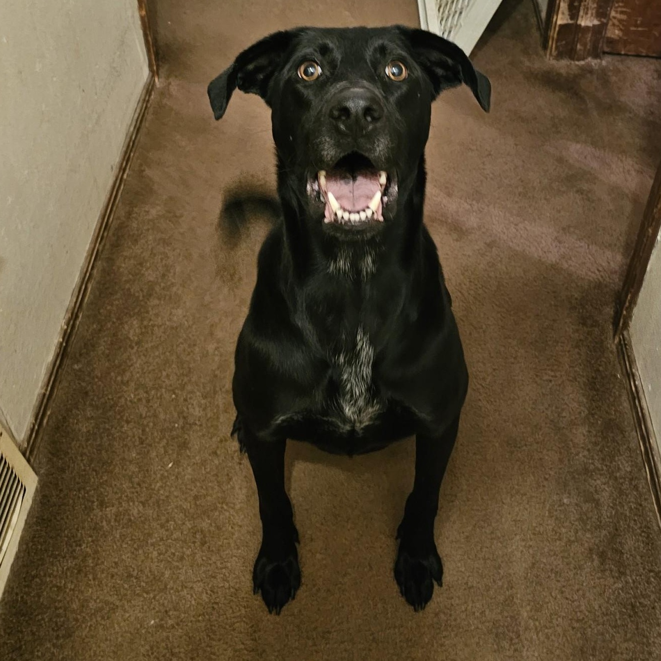 Tucker 1