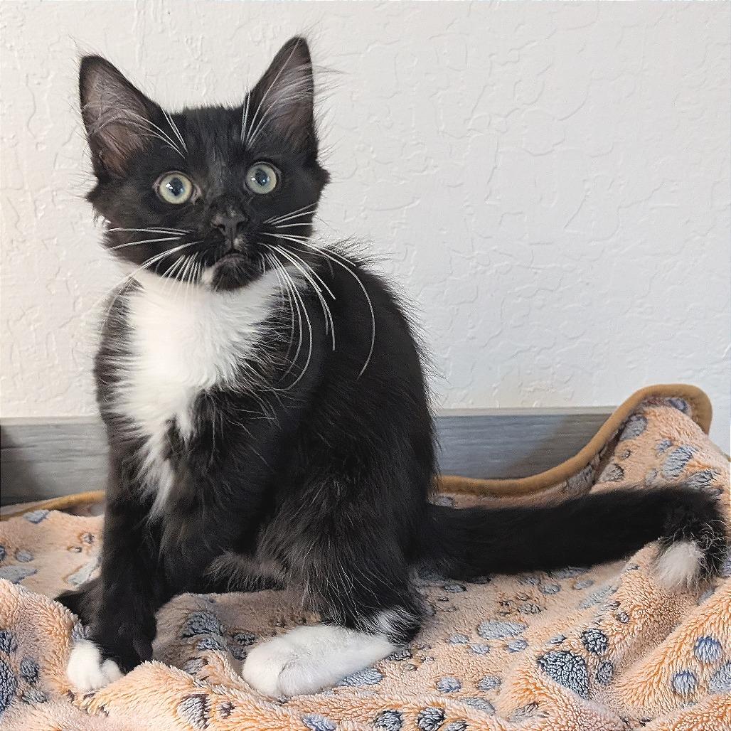 Nalu, a Adoptable Domestic Short Hair in Pleasant Hill, CA image 5/5