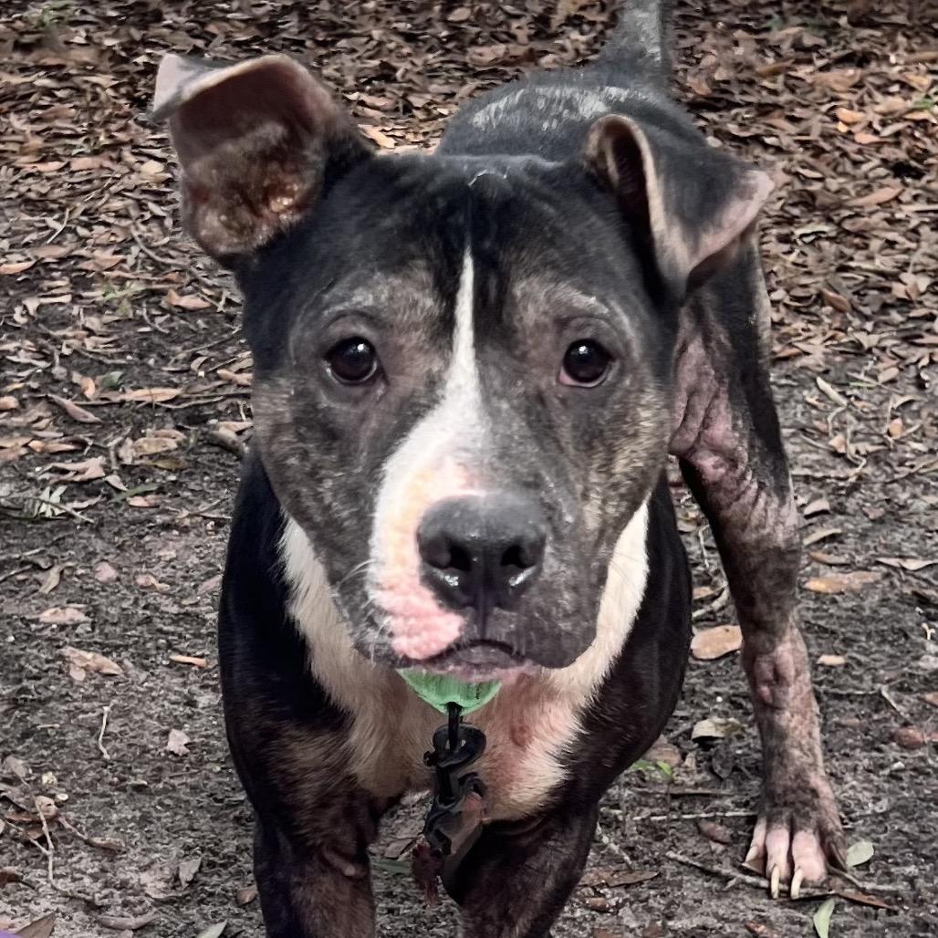 Thaddeus, Adoptable, Senior Male Mixed Breed.