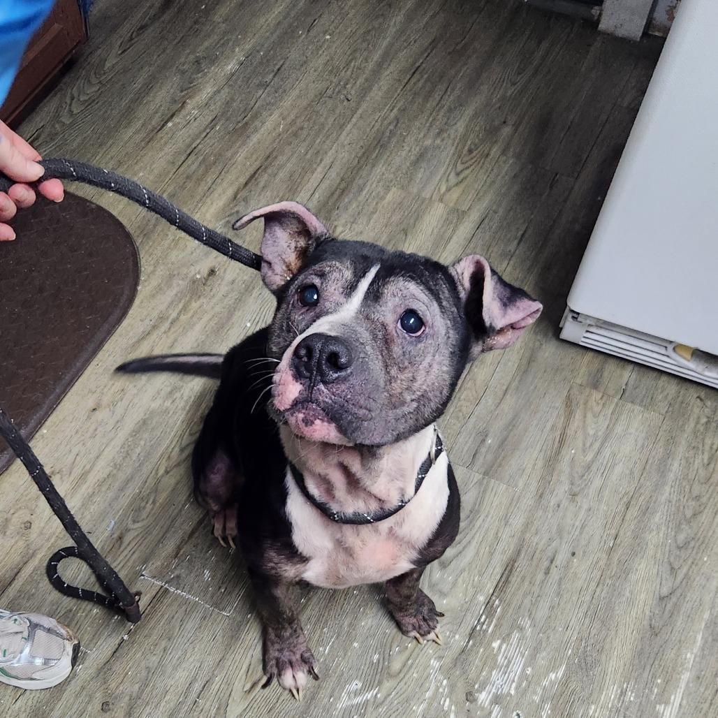 Enlarge Thaddeus, a Adoptable Mixed Breed in Summerville, SC image 2/4