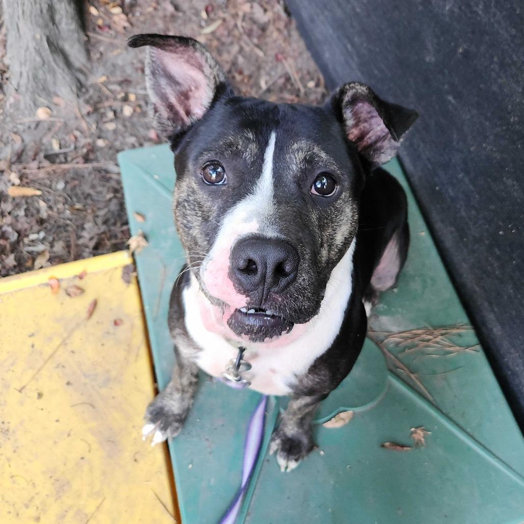 Enlarge Thaddeus, a Adoptable Mixed Breed in Summerville, SC image 3/4