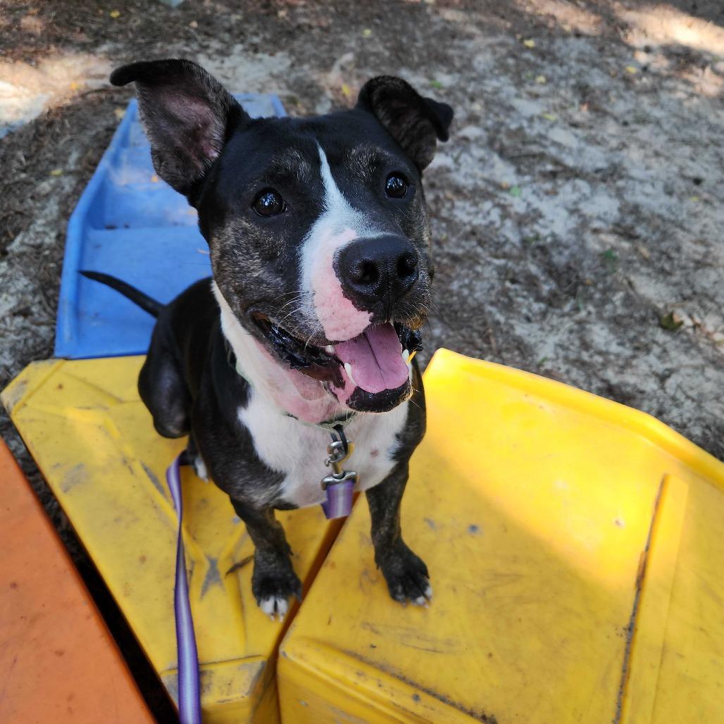 Enlarge Thaddeus, a Adoptable Mixed Breed in Summerville, SC image 4/4