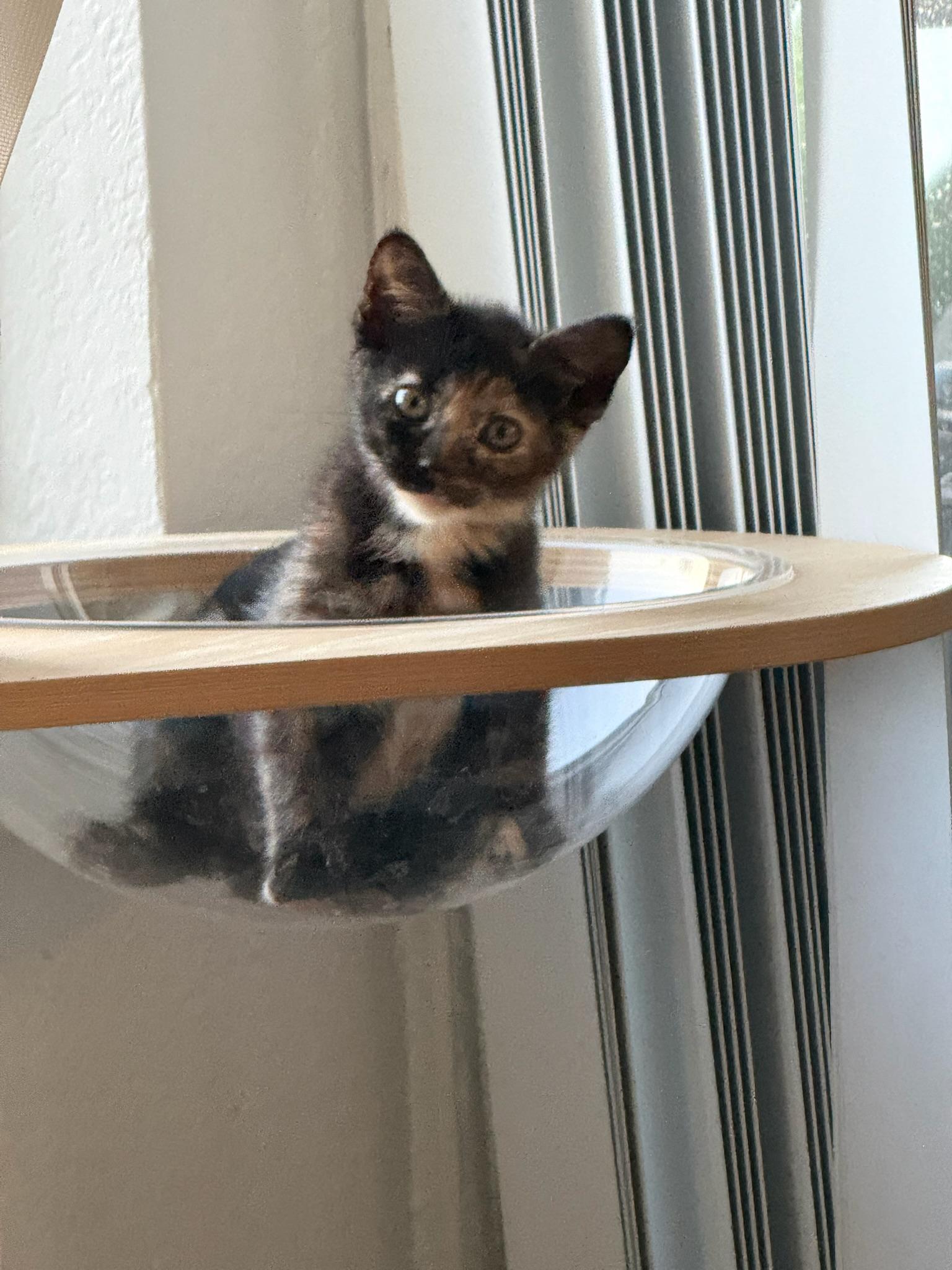 Enlarge Tortellini and Poppy, a ADOPTABLE mixed breed in Laguna Beach, CA image 2/5