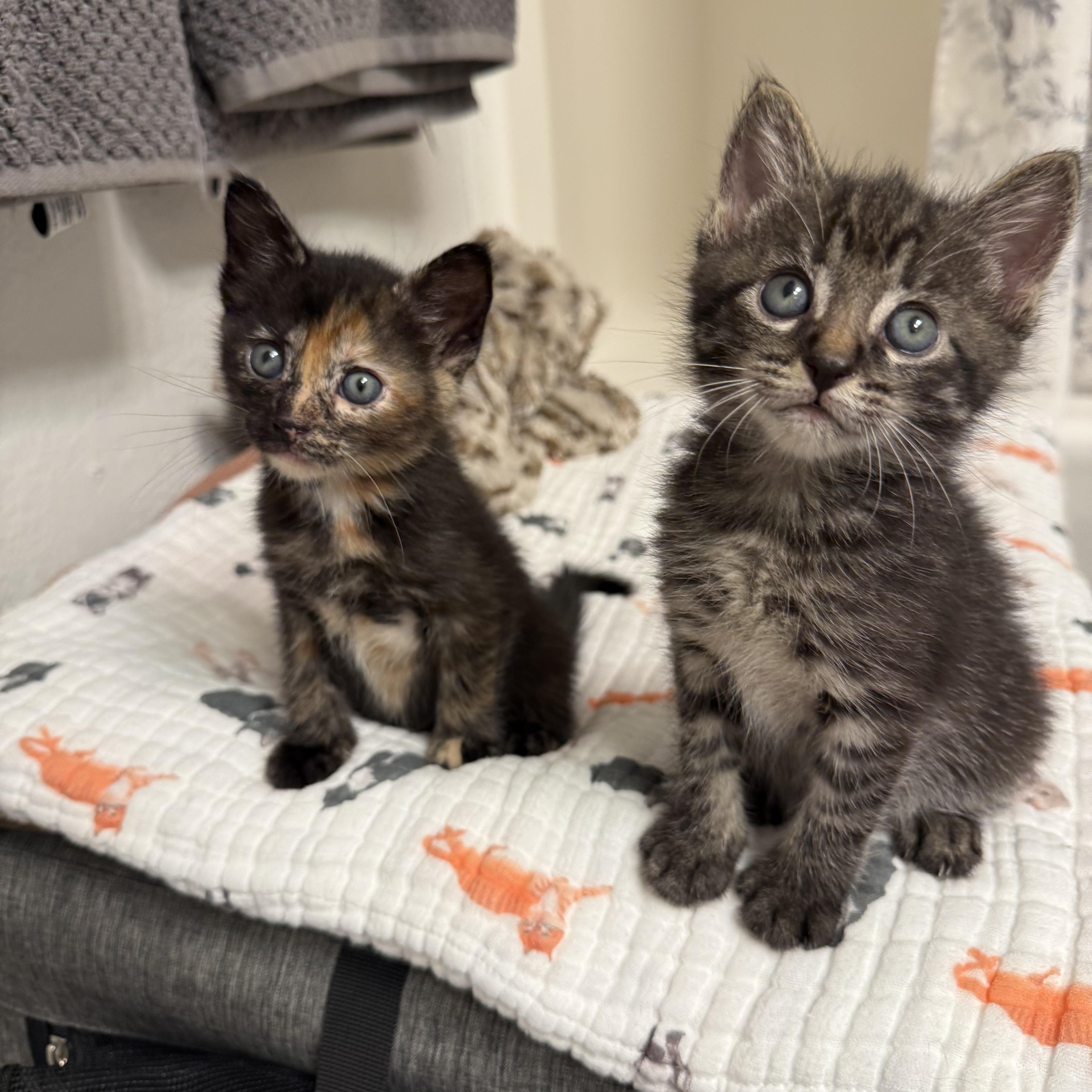 Tortellini and Poppy, ADOPTABLE, Kitten Female Tortoiseshell & Calico.