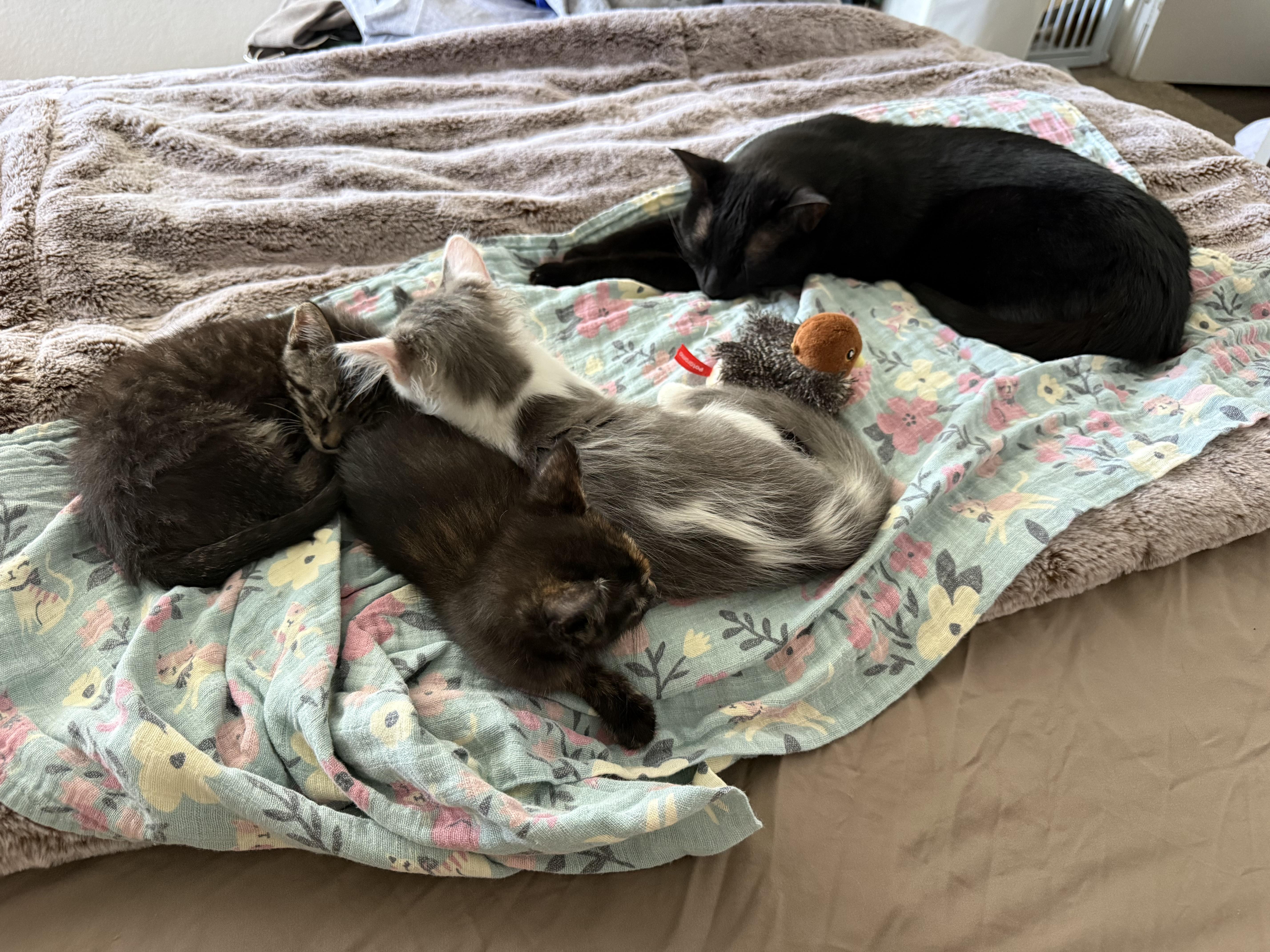 Enlarge Tortellini and Poppy, a ADOPTABLE mixed breed in Laguna Beach, CA image 5/5