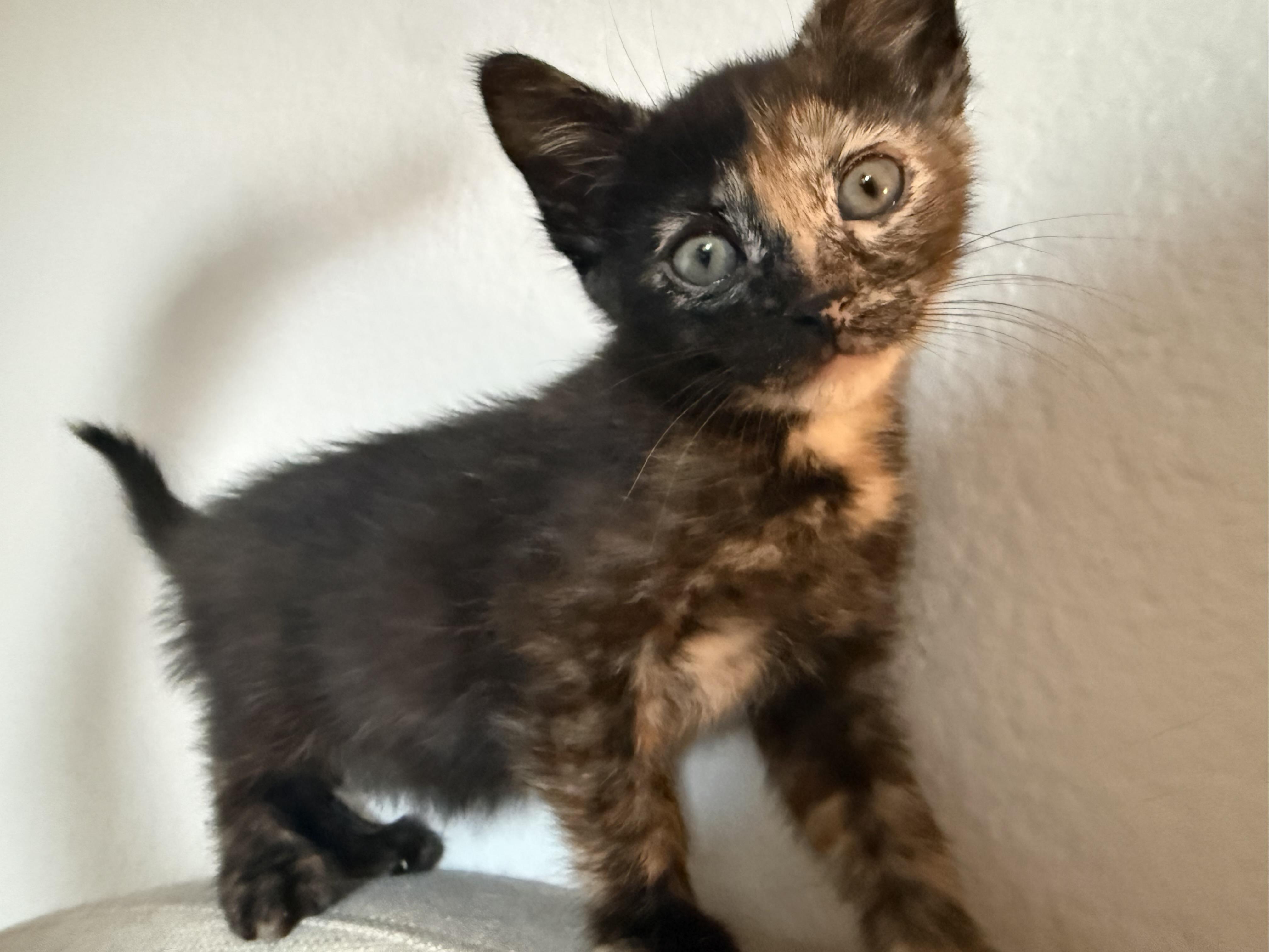 Enlarge Tortellini and Poppy, a ADOPTABLE mixed breed in Laguna Beach, CA image 4/5