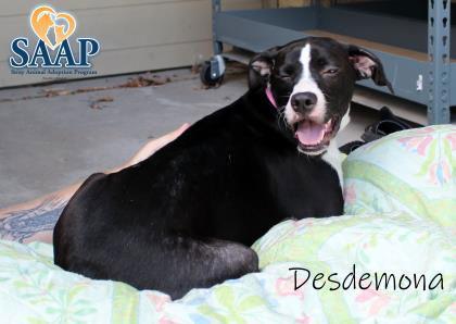 Desdemona, Adoptable, Adult Female Boxer.