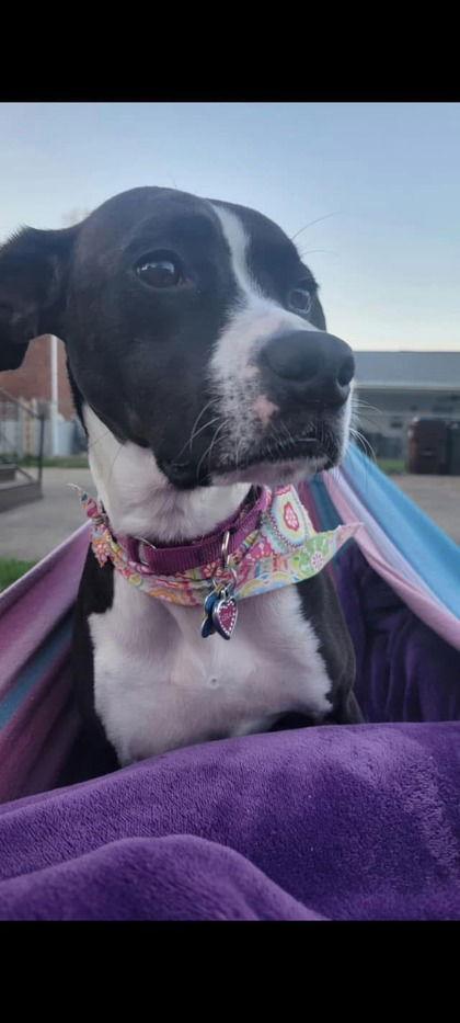 Desdemona, a Adoptable Boxer in Newport, KY image 2/3