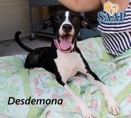 Desdemona, a Adoptable Boxer in Newport, KY image 3/3