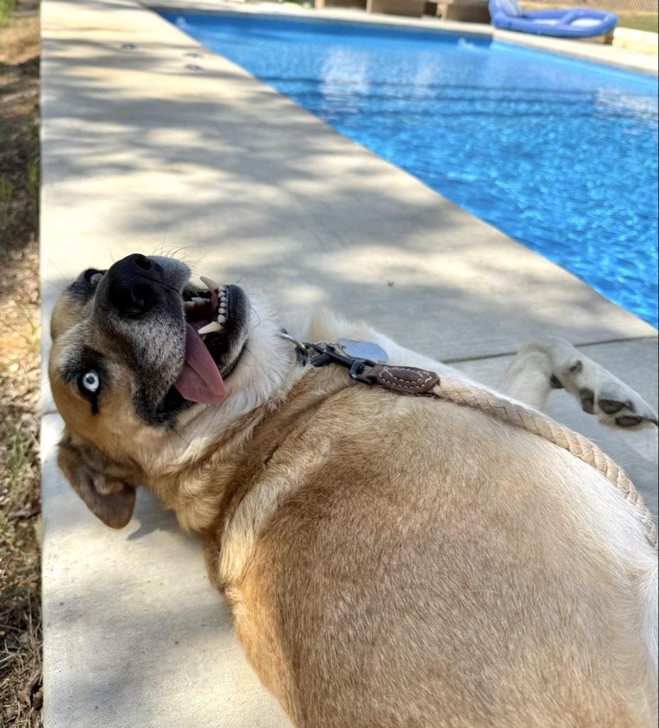 Enlarge Merlin, a Adoptable mixed breed in Dallas, TX image 3/6