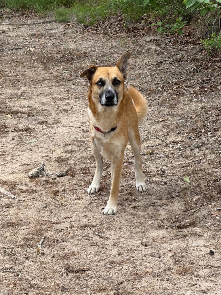 Enlarge Merlin, a Adoptable mixed breed in Dallas, TX image 4/6