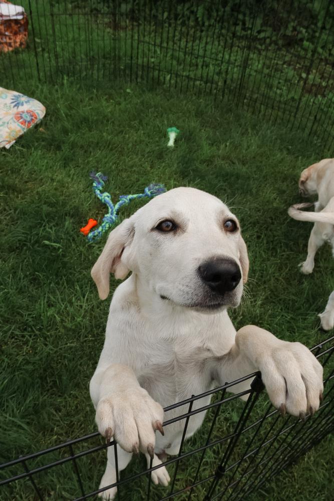 Jadeite, Adoptable, Puppy Male Mixed Breed.
