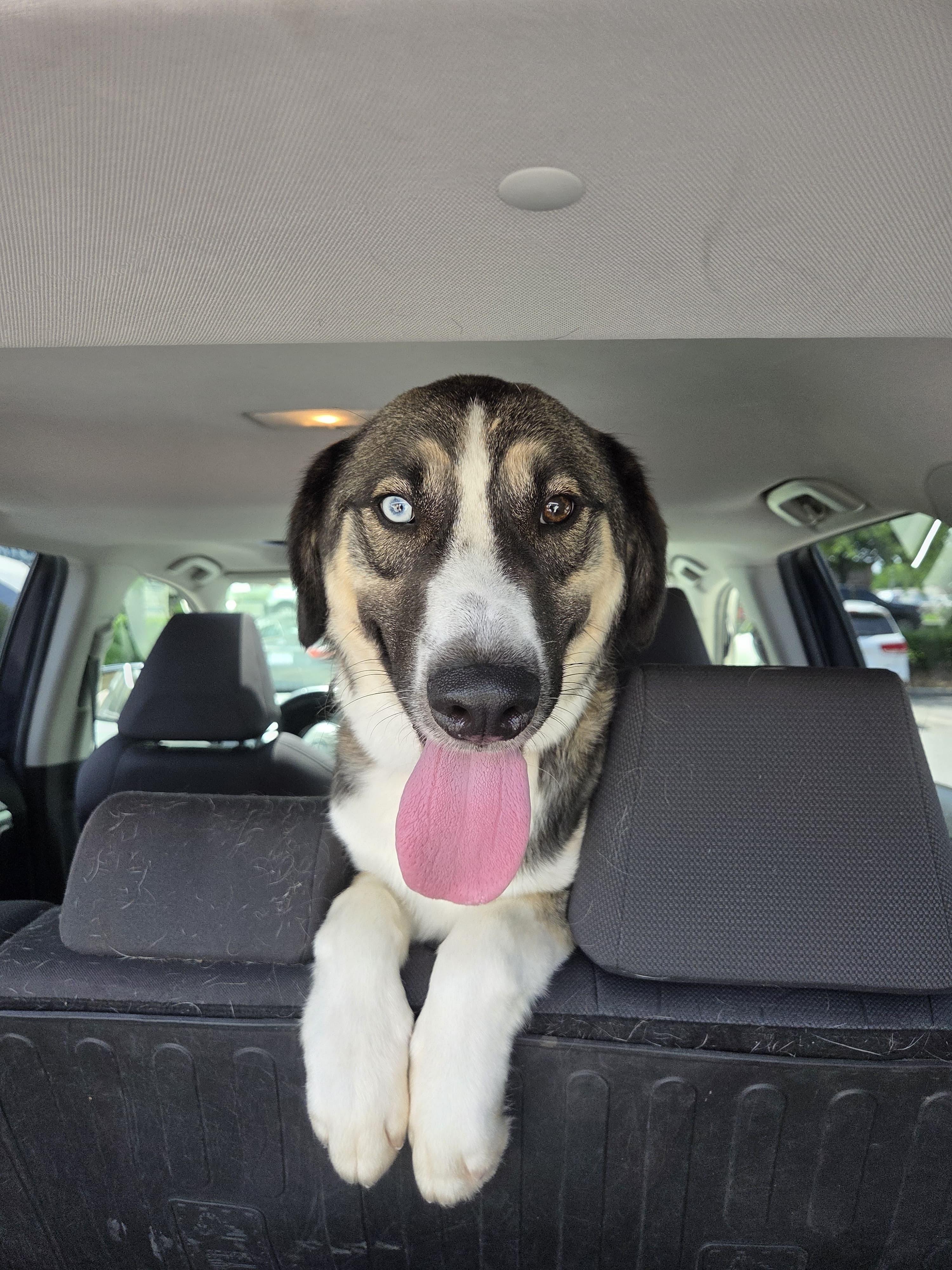 Enlarge Castle, a ADOPTABLE mixed breed in Manhasset, NY image 2/6