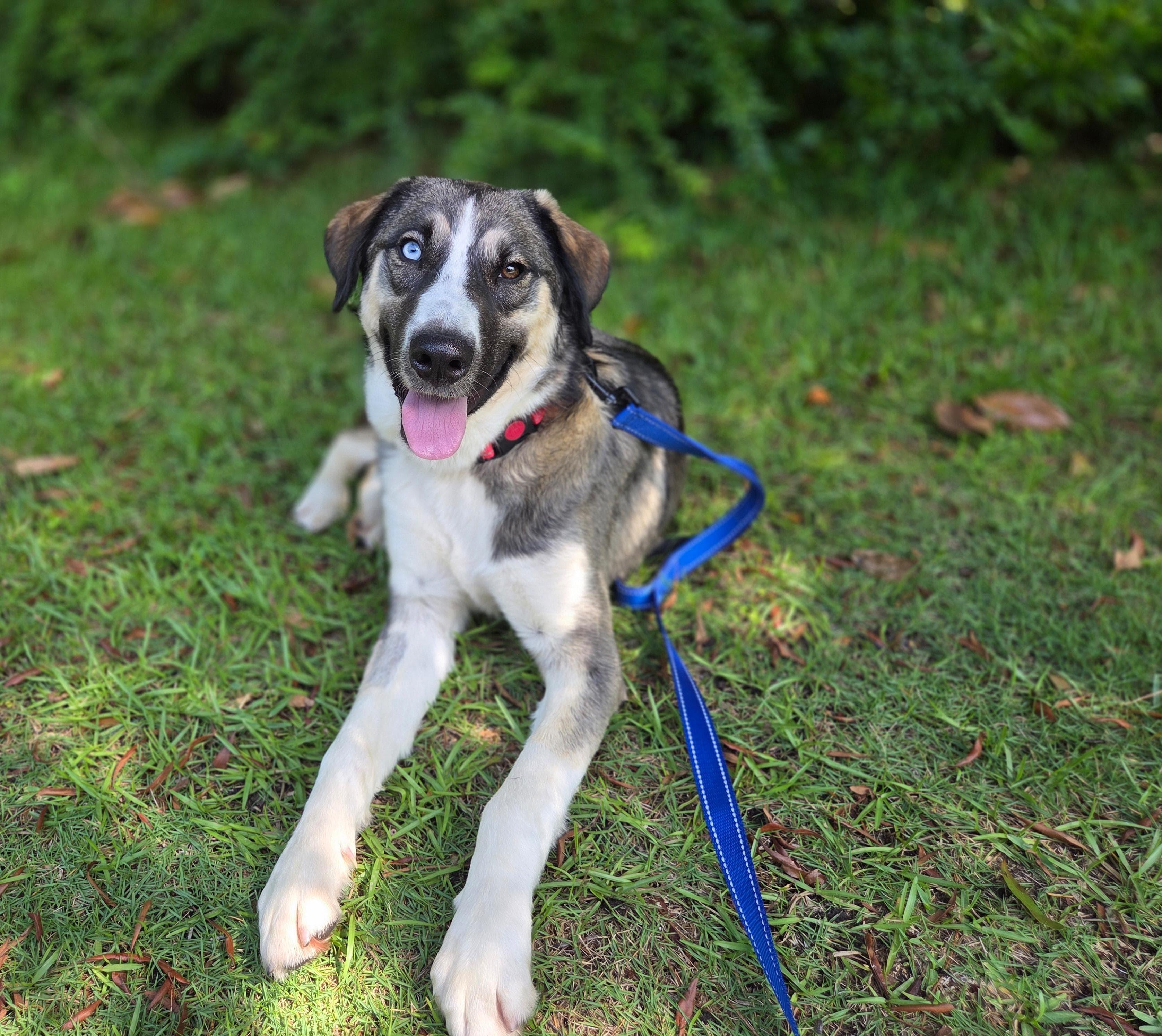 Enlarge Castle, a ADOPTABLE mixed breed in Manhasset, NY image 1/6