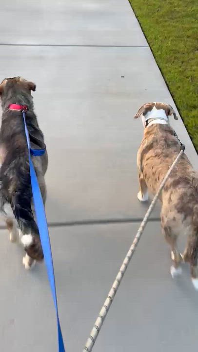 Enlarge Castle, a ADOPTABLE mixed breed in Manhasset, NY video 4/6