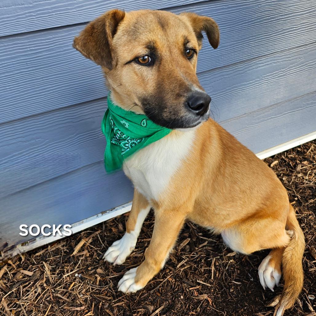 Enlarge Socks, a Adoptable mixed breed in Phoenix, AZ image 1/1