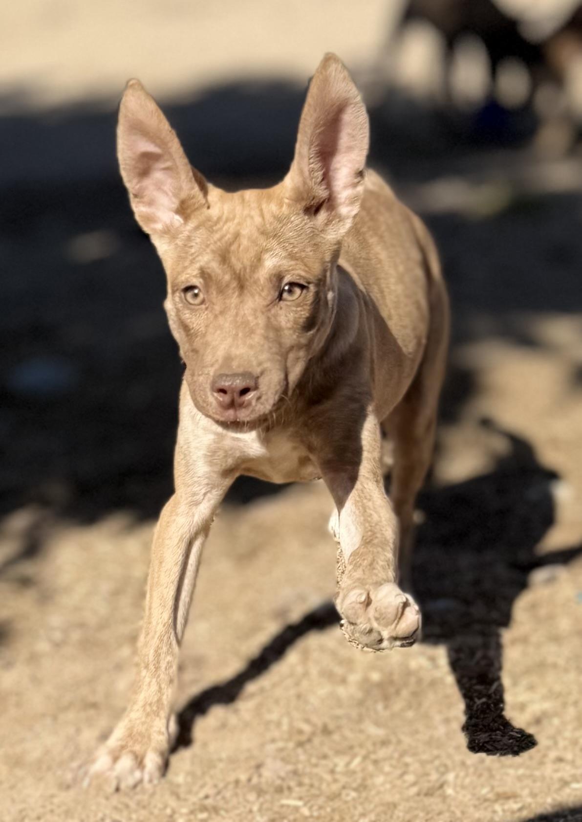Trina, ADOPTABLE, Young Female American Staffordshire Terrier & Doberman Pinscher.