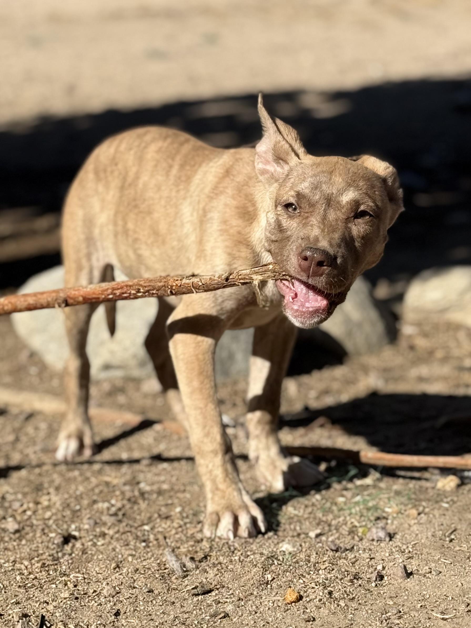 Trina, a ADOPTABLE mixed breed in Hesperia, CA image 2/3