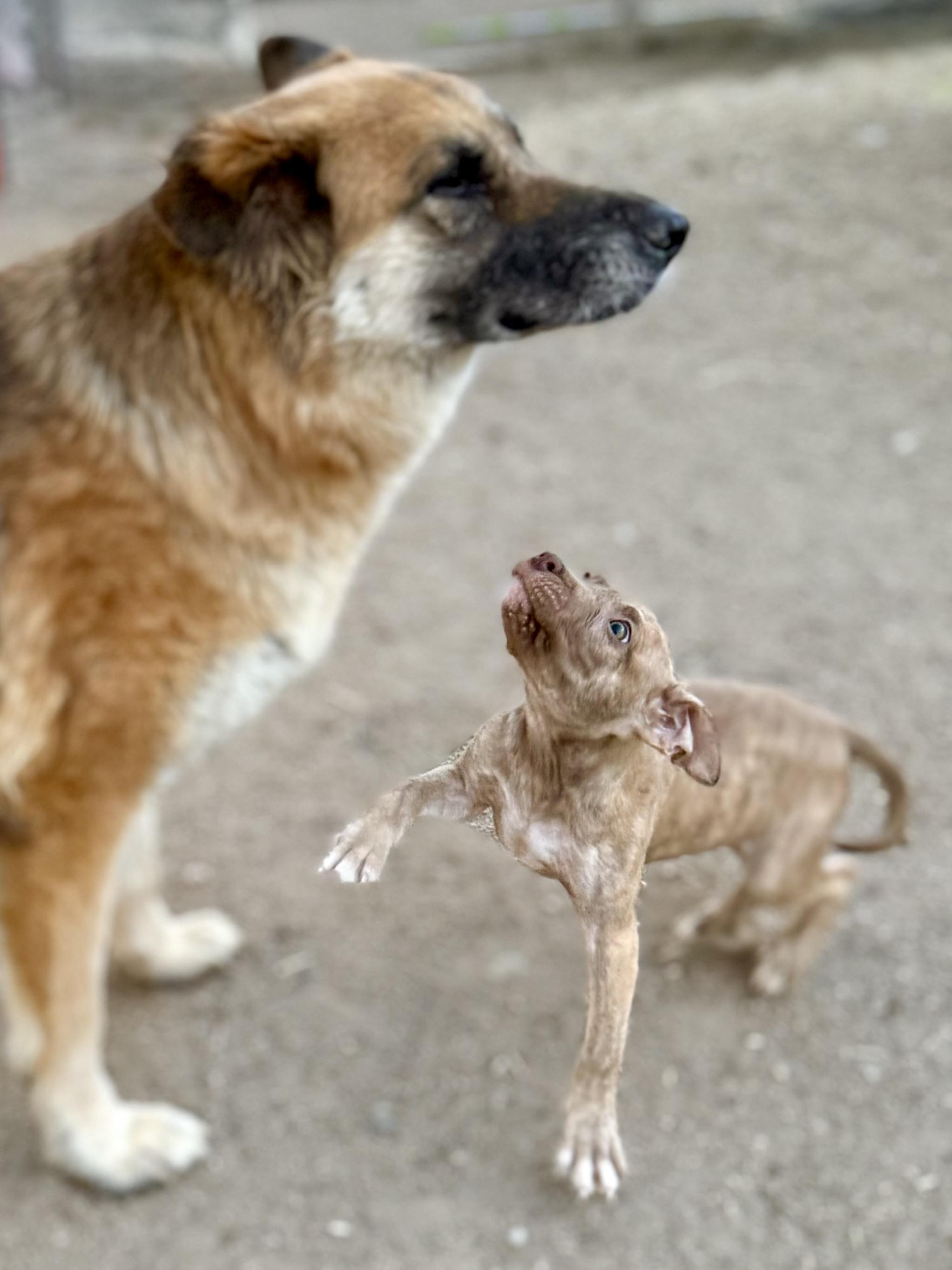Trina, a ADOPTABLE mixed breed in Hesperia, CA image 3/3