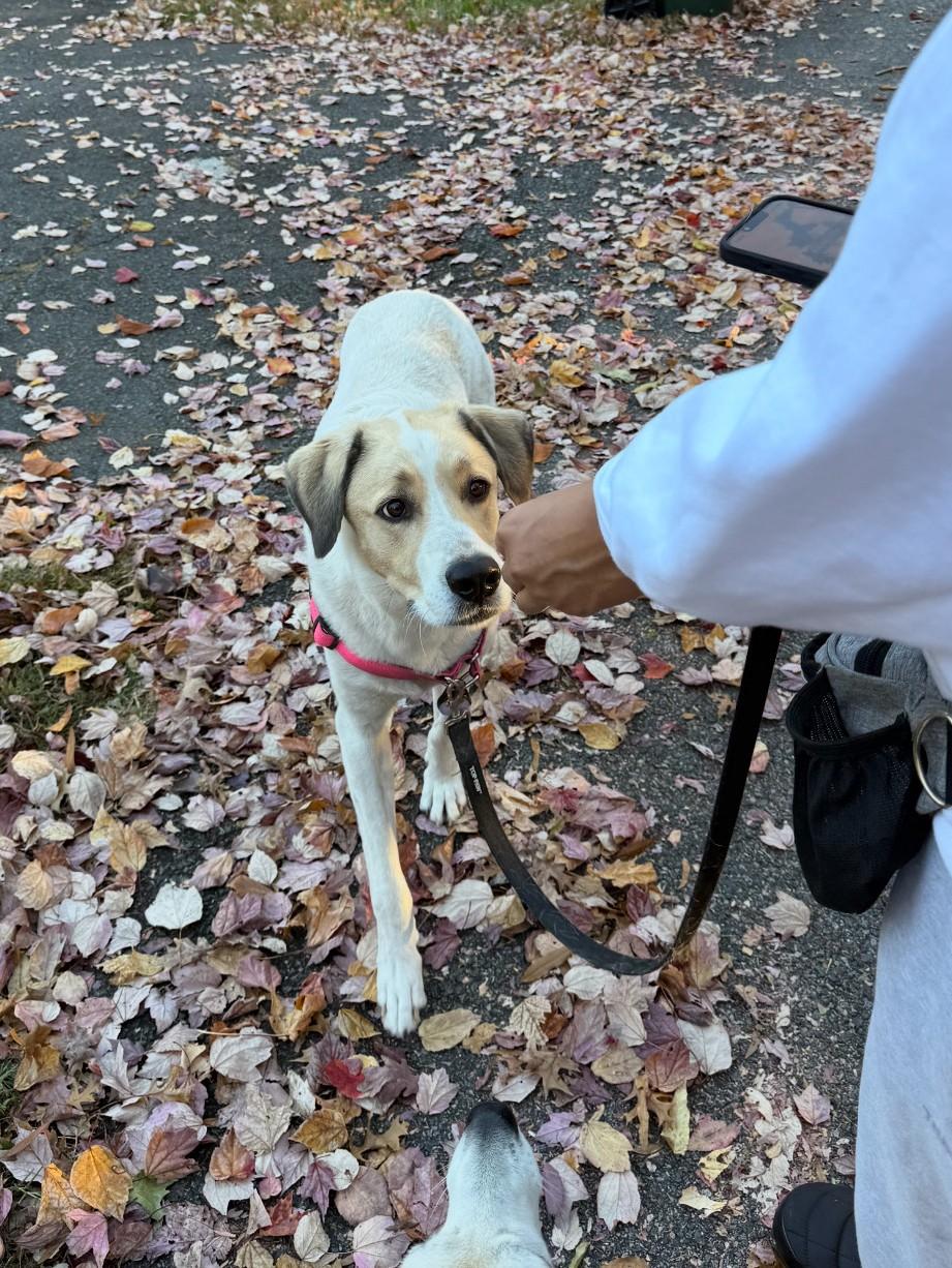 Enlarge Indie, a Adoptable mixed breed in Falls Church, VA image 3/3