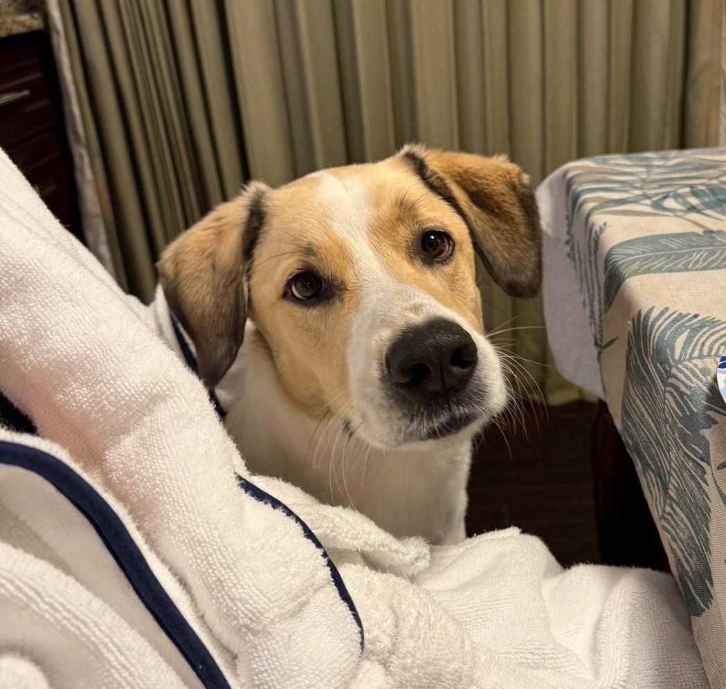 Enlarge Indie, a Adoptable mixed breed in Falls Church, VA image 1/3