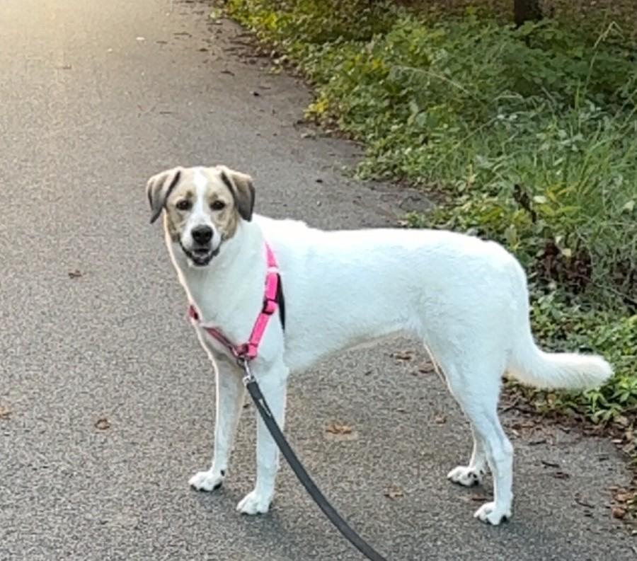 Enlarge Indie, a Adoptable mixed breed in Falls Church, VA image 2/3