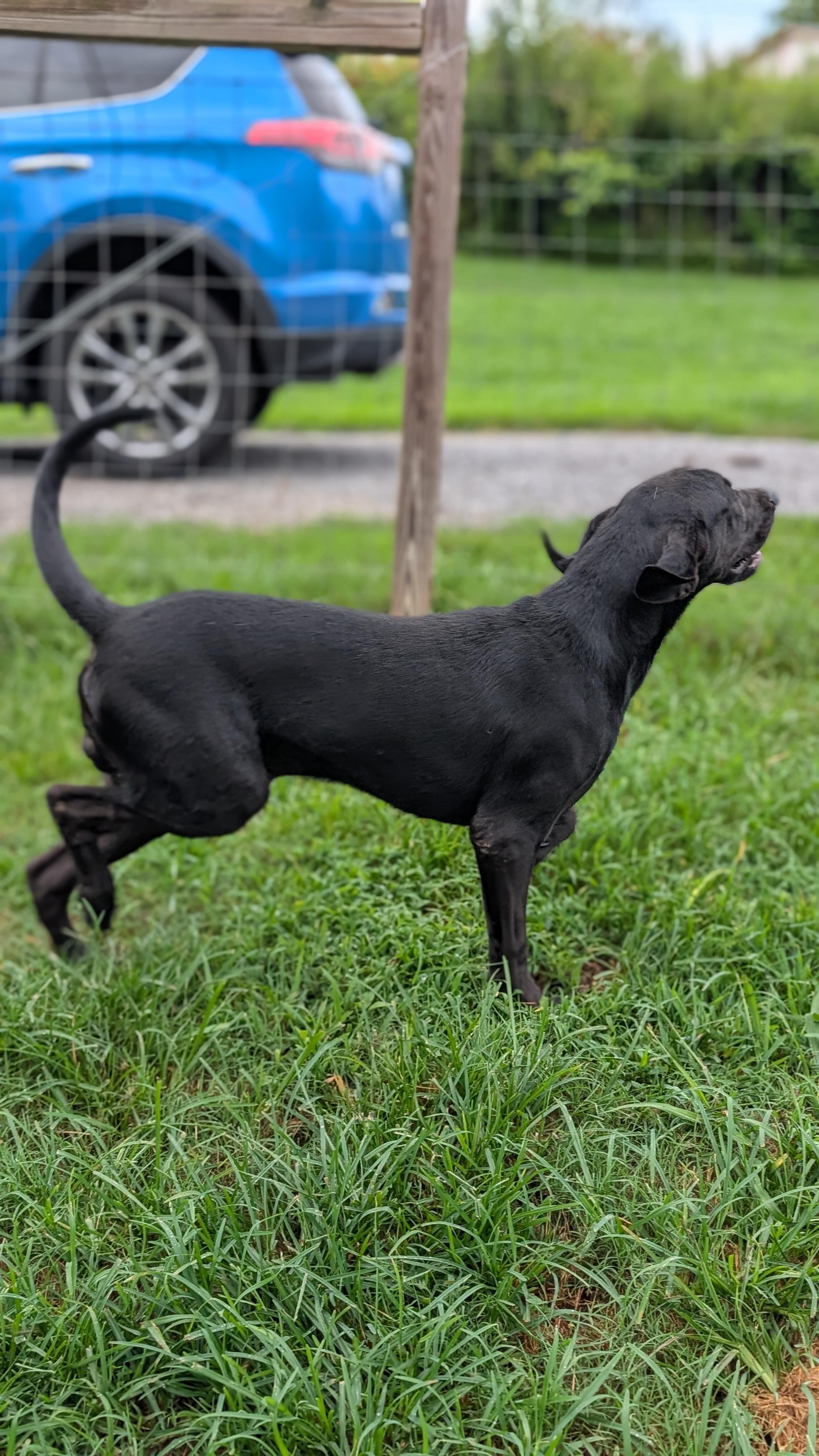 Jet, a ADOPTABLE Black Labrador Retriever in Joppa, AL image 3/4