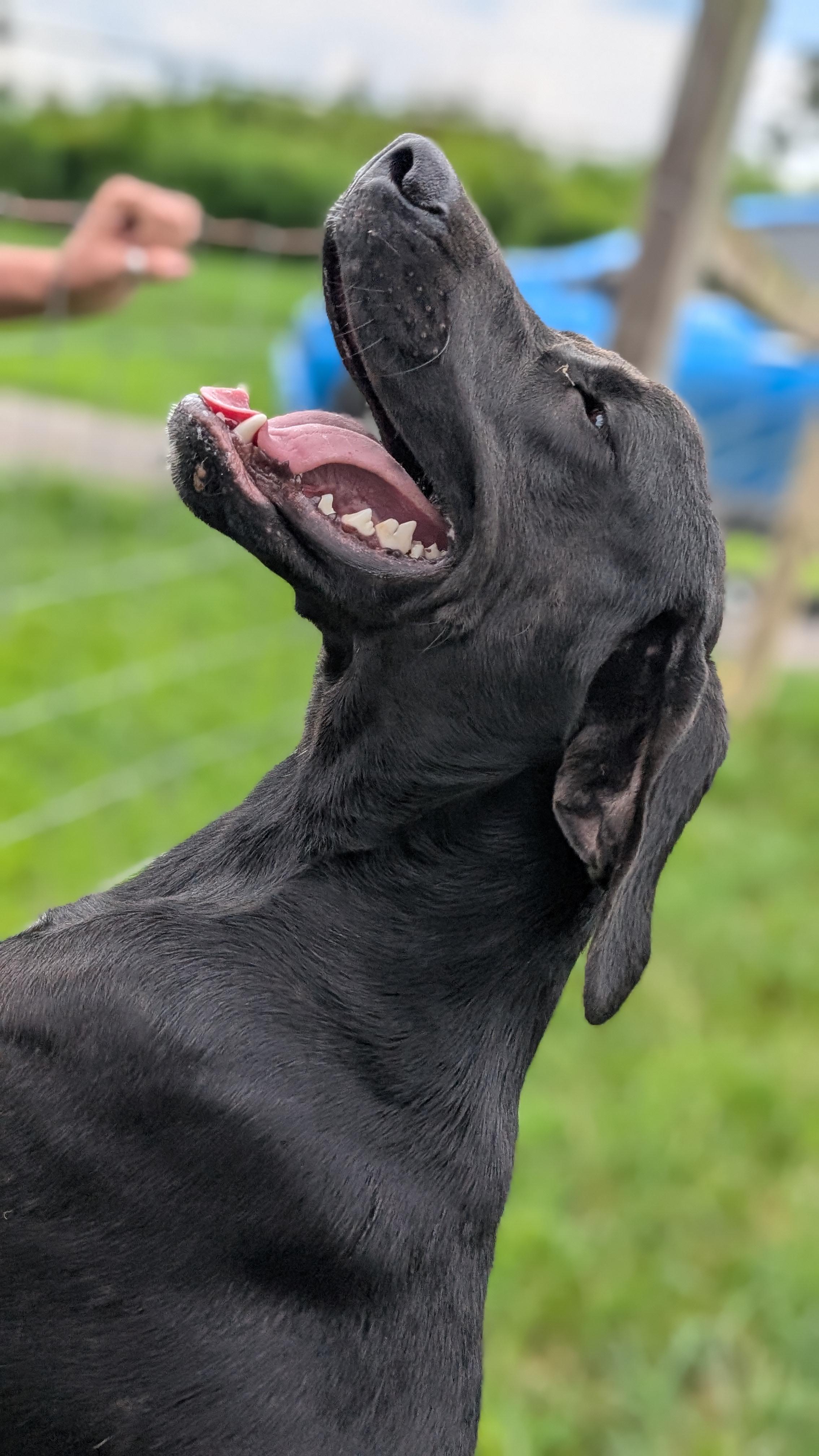 Jet, a ADOPTABLE Black Labrador Retriever in Joppa, AL image 4/4