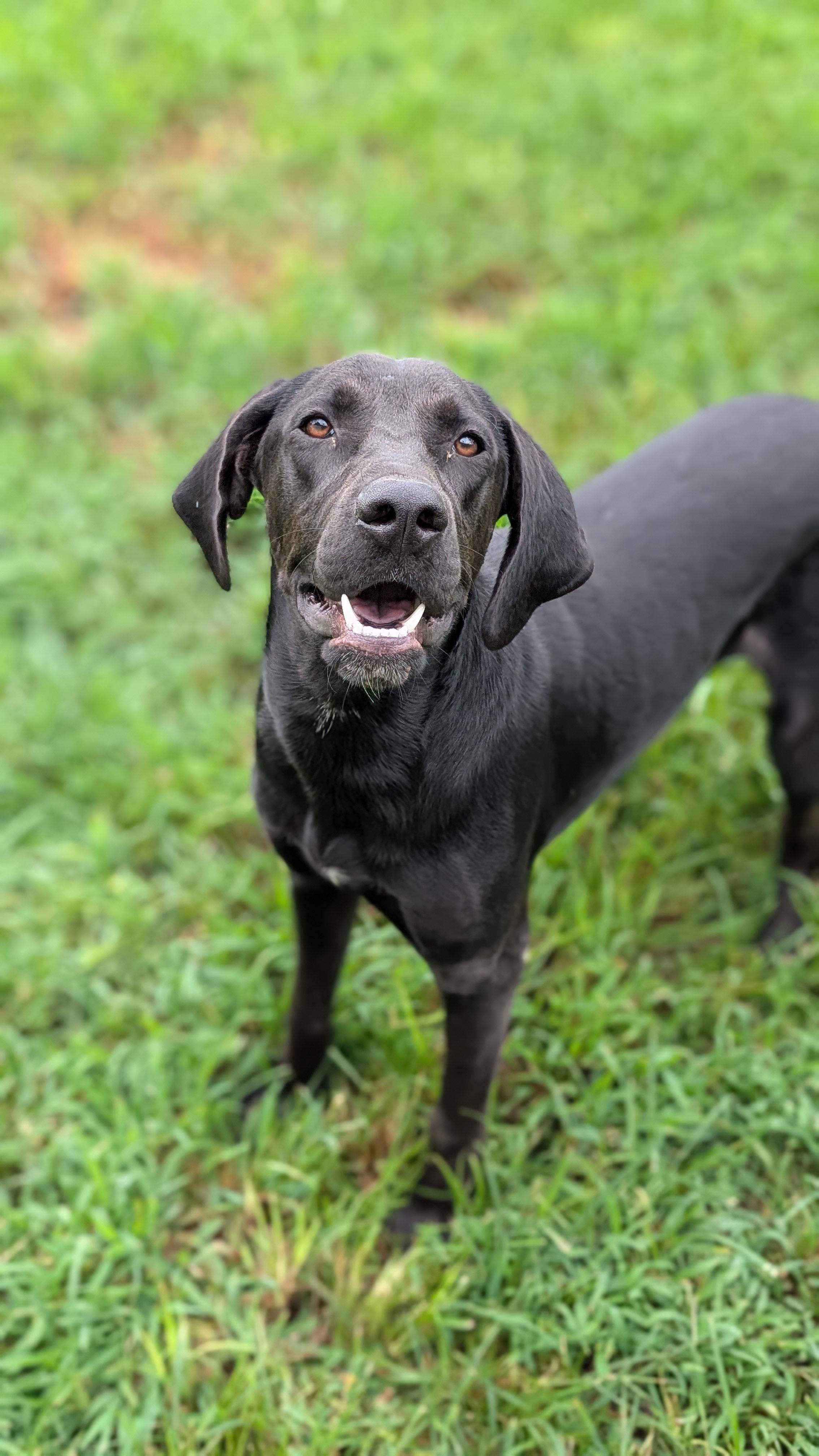 Jet, ADOPTABLE, Young Male Black Labrador Retriever.