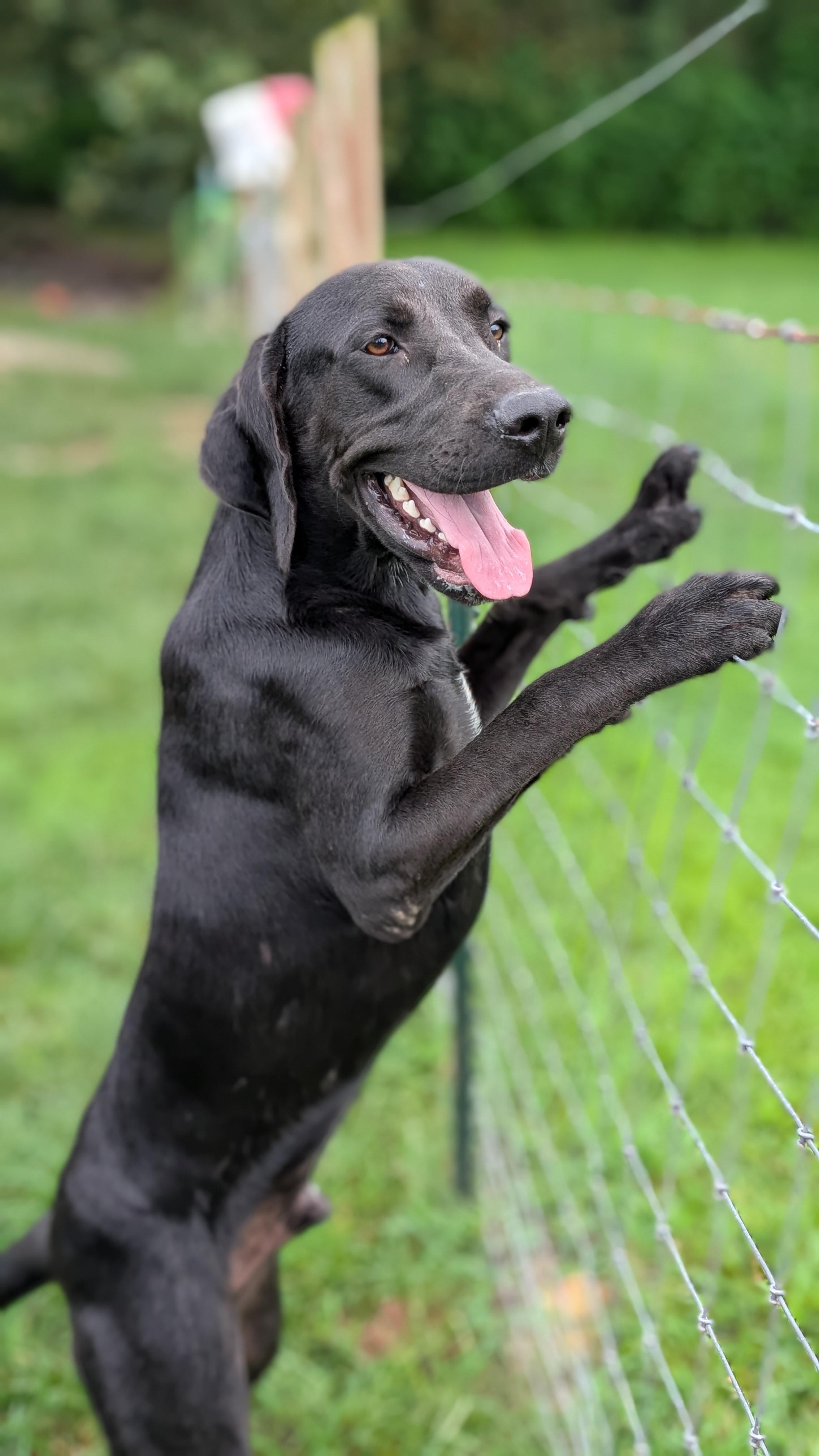 Jet, a ADOPTABLE Black Labrador Retriever in Joppa, AL image 2/4
