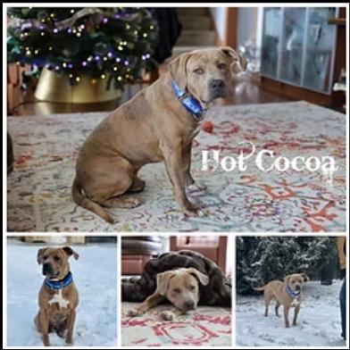 Enlarge Hot Cocoa, a Adoptable mixed breed in Sioux Falls, SD image 1/1