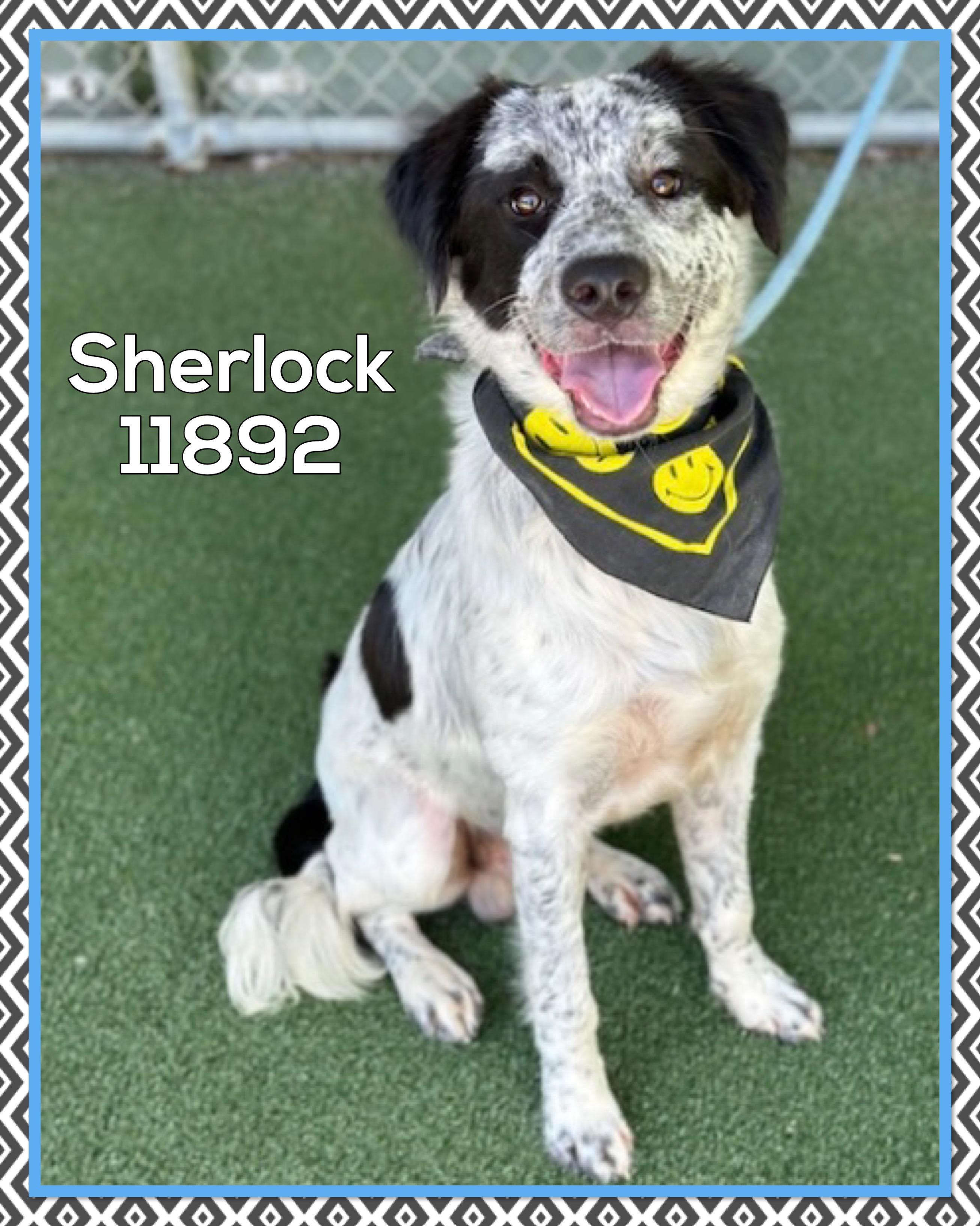 Meet Sherlock He was on a solo adventure on 713 when spotted and brought to the shelter No one ha