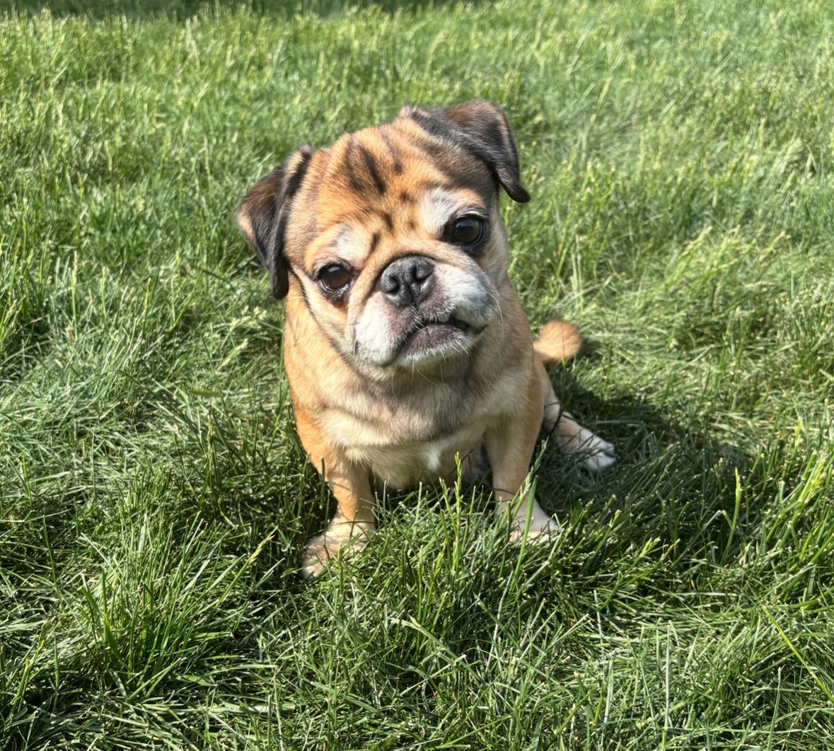 Ava, Young Female Pug