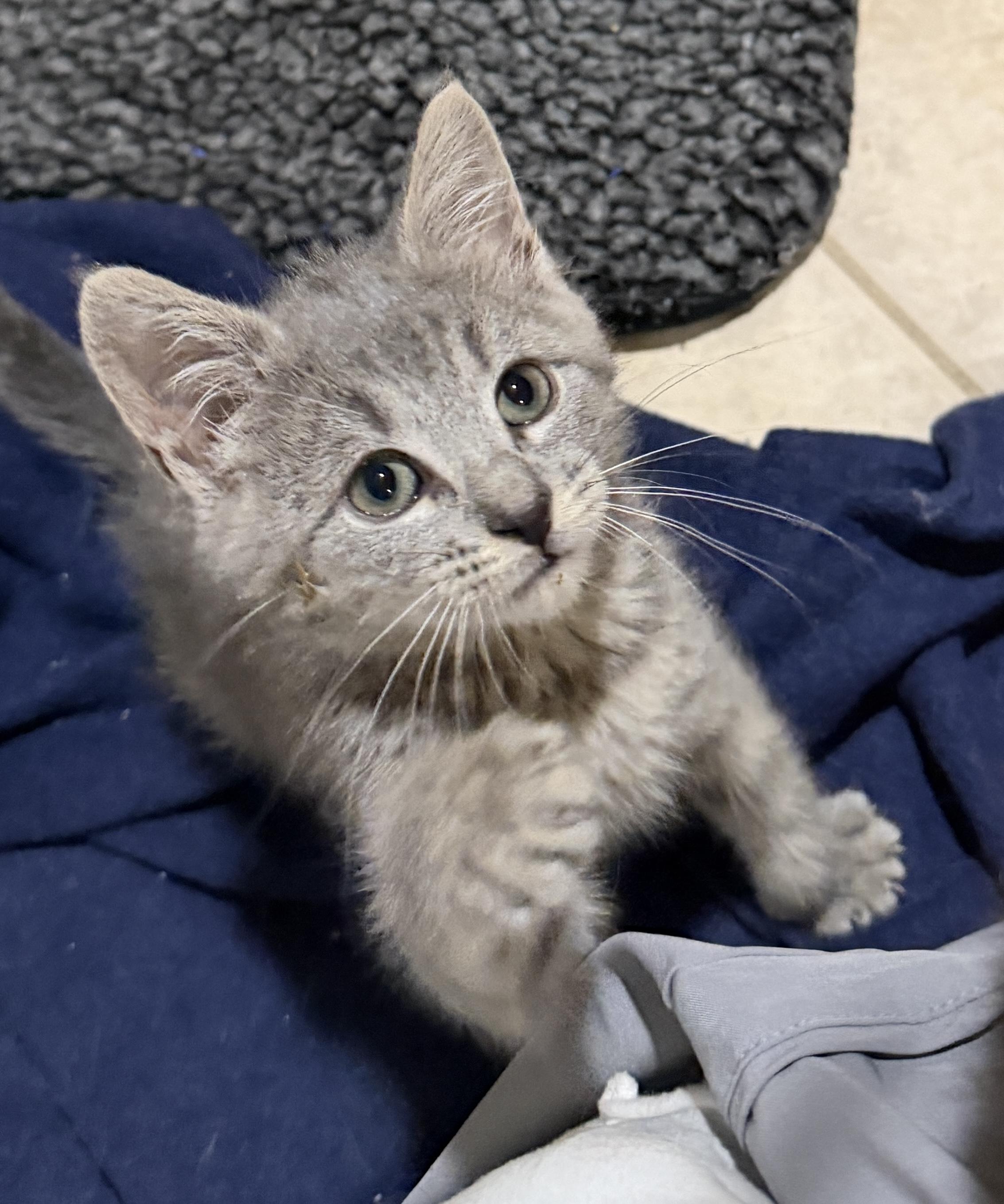 Marcy, adopted, Kitten Female Domestic Short Hair.