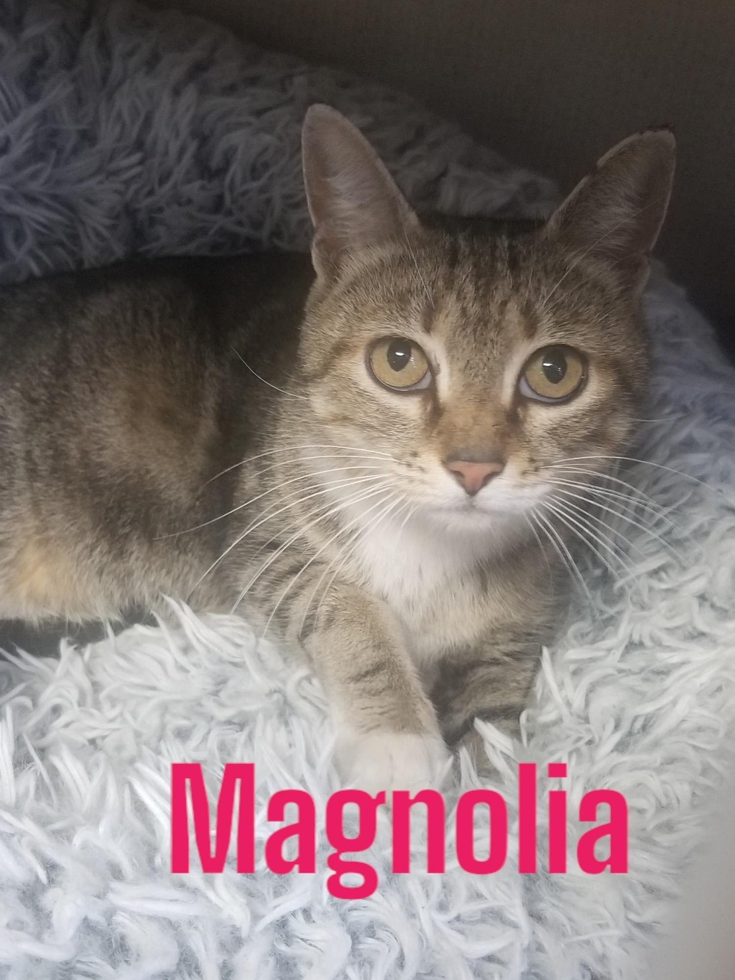 Enlarge Magnolia, a ADOPTABLE Domestic Short Hair in Orleans, VT image 1/1
