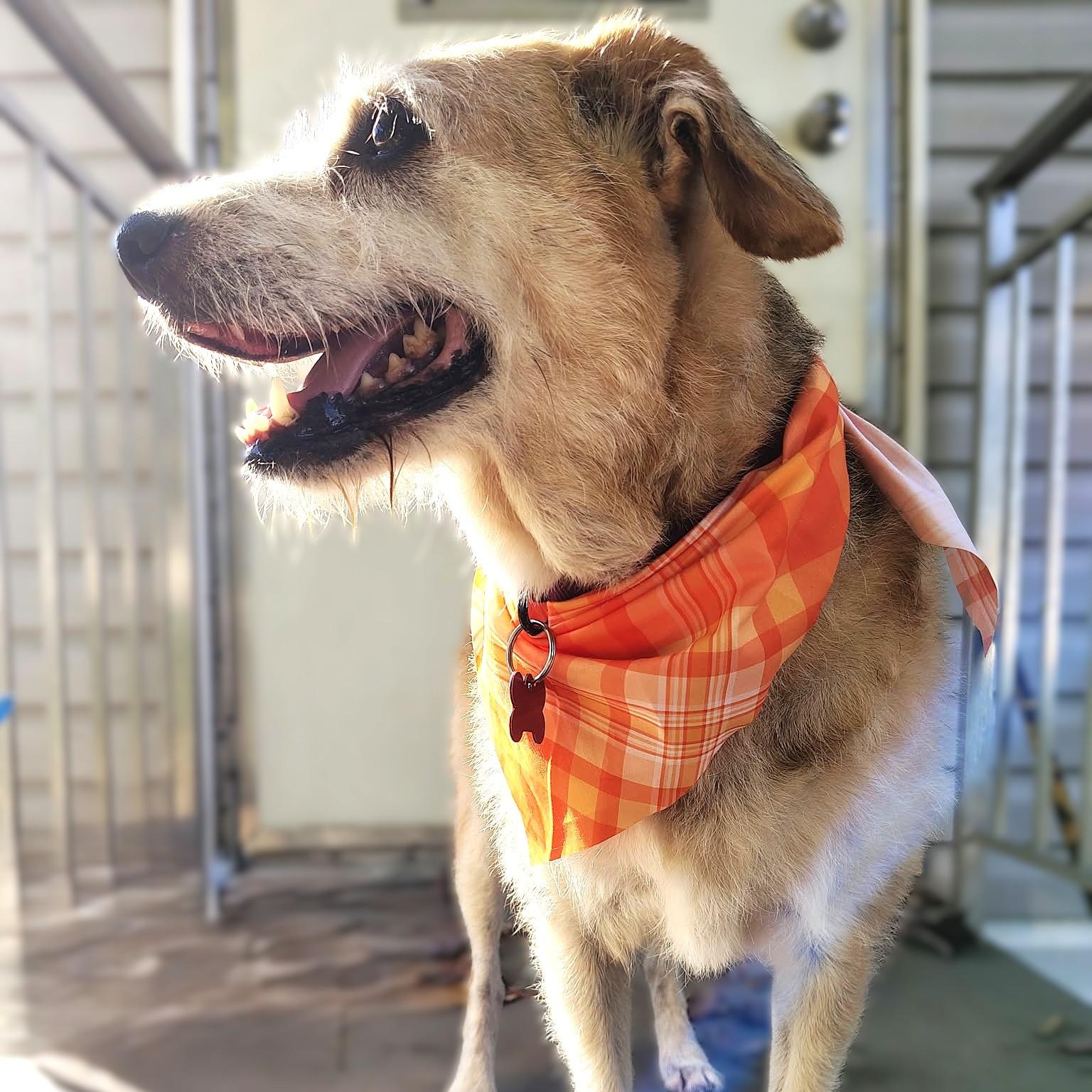 Enlarge MADDIE, a Adoptable mixed breed in Burton, MI image 1/6