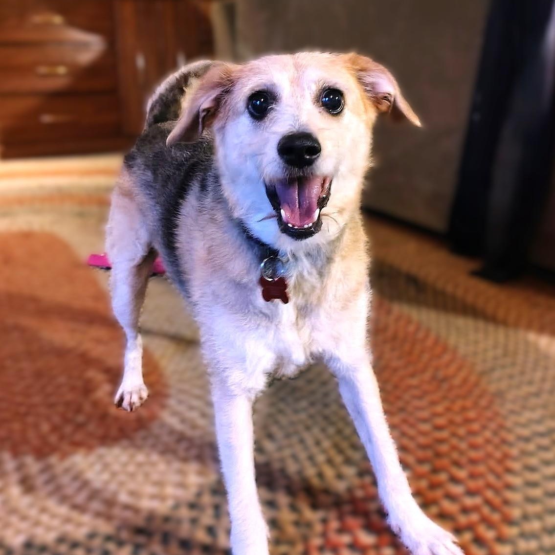 Enlarge MADDIE, a Adoptable mixed breed in Burton, MI image 5/6