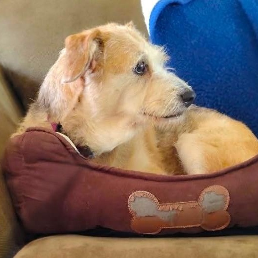 Enlarge MADDIE, a Adoptable mixed breed in Burton, MI image 3/6