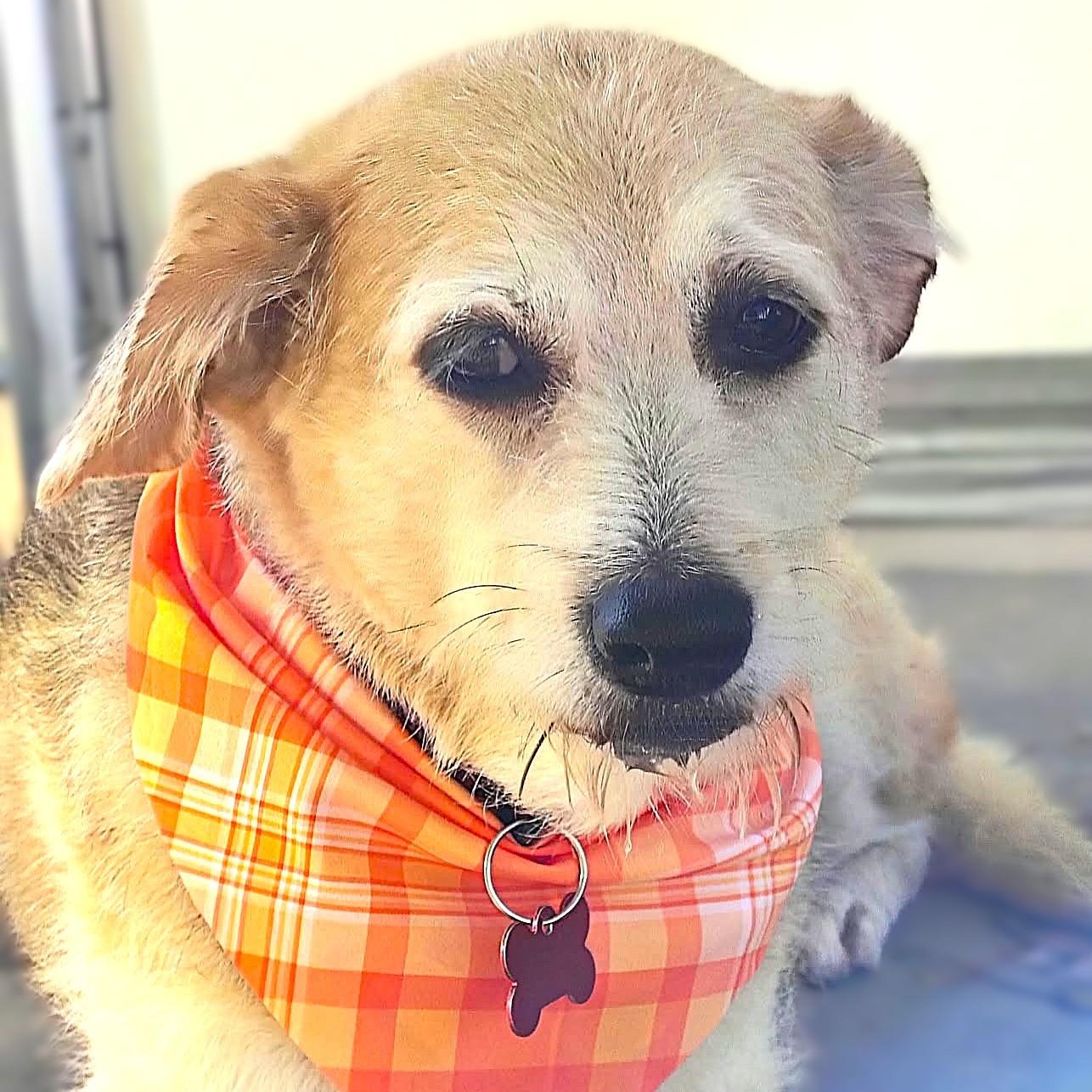 Enlarge MADDIE, a Adoptable mixed breed in Burton, MI image 2/6