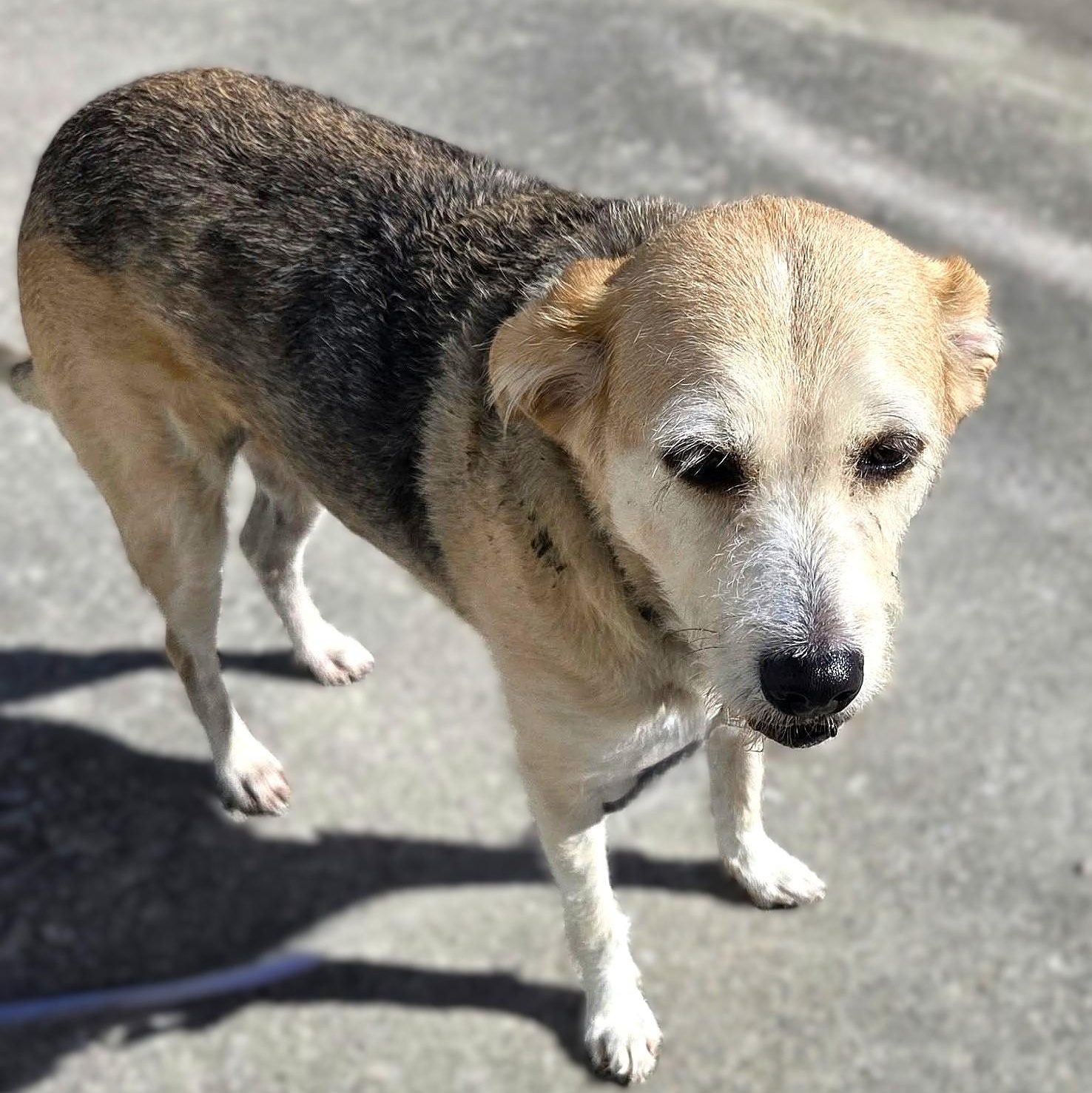 Enlarge MADDIE, a Adoptable mixed breed in Burton, MI image 4/6