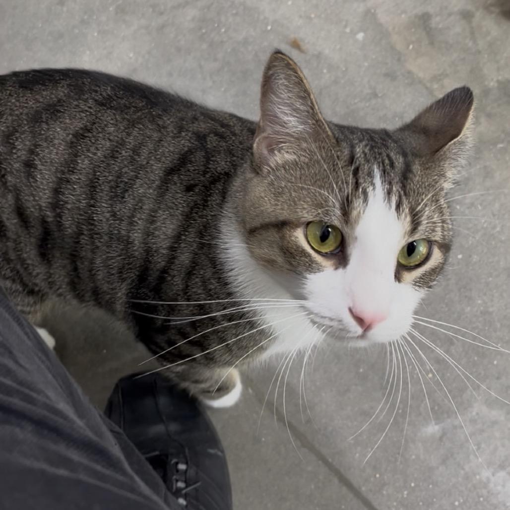 Enlarge Buggy, a Adoptable Domestic Short Hair in Clearwater, FL image 1/5